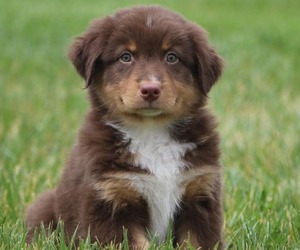 Australian Shepherd Puppy for sale in BRIGHTON, CO, USA