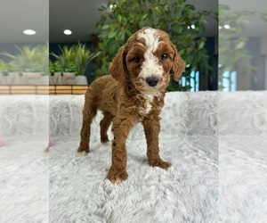 Cavapoo Puppy for sale in GREENFIELD, IN, USA