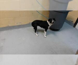 Mutt Dogs for adoption in Tulsa, OK, USA