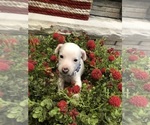 Small Photo #7 Jack Russell Terrier Puppy For Sale in MABLETON, GA, USA