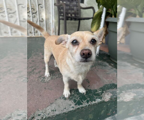 Medium Photo #2 Chihuahua-Unknown Mix Puppy For Sale in W Hollywood, CA, USA