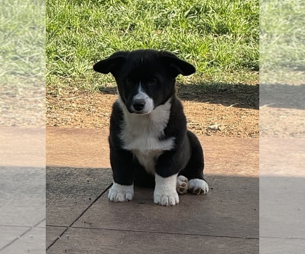 Medium Photo #1 Cowboy Corgi Puppy For Sale in ARDMORE, OK, USA