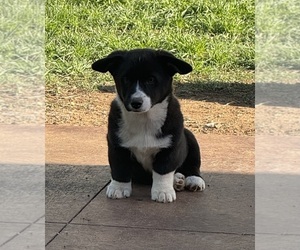 Medium Cowboy Corgi