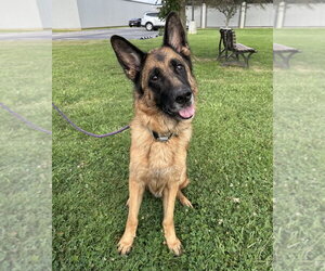 German Shepherd Dog Dogs for adoption in Evansville, IN, USA