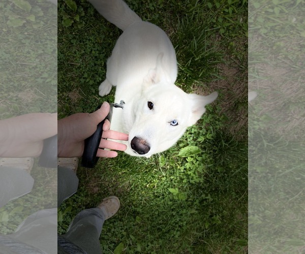 Medium Photo #3 Huskies -Unknown Mix Puppy For Sale in Crystal, MN, USA