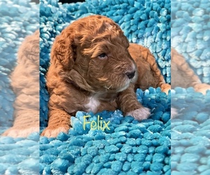 Goldendoodle Puppy for Sale in CROTON, Michigan USA