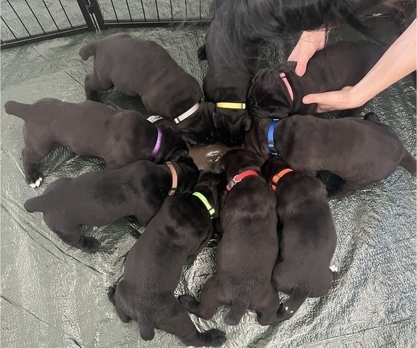 Medium Photo #37 Cane Corso Puppy For Sale in HORACE, ND, USA