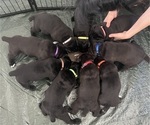 Small #36 Cane Corso