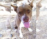 Small American Staffordshire Terrier