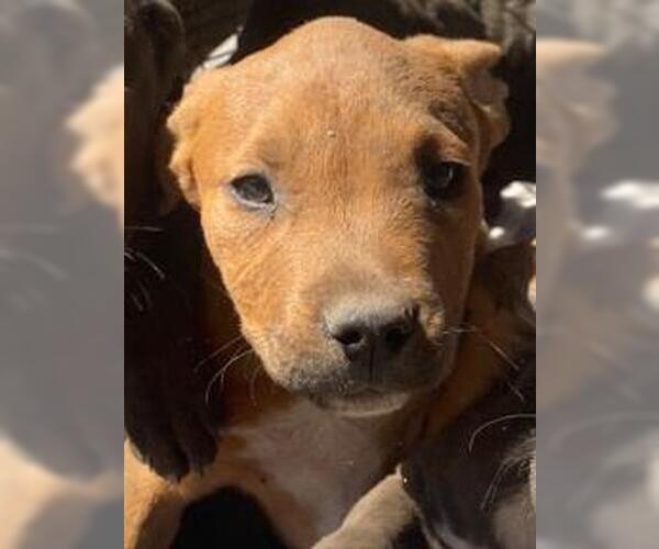 Medium Photo #1 American Staffordshire Terrier Puppy For Sale in San Antonio, TX, USA