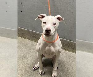 Mutt Dogs for adoption in Las Vegas, NV, USA