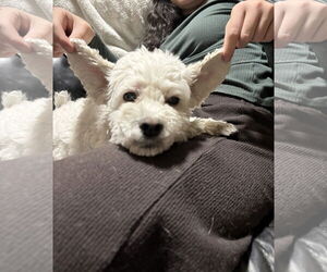 Lulana - Female Maltese-Unknown Mix Dog for Adoption - Photo #4