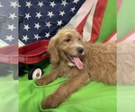 Small Photo #36 English Cream Golden Retriever-Poodle (Standard) Mix Puppy For Sale in DEARBORN, MO, USA