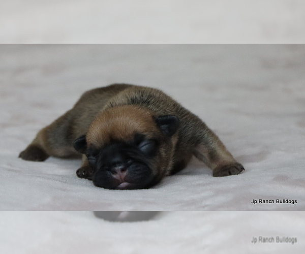 Medium Photo #19 French Bulldog Puppy For Sale in WINNSBORO, TX, USA
