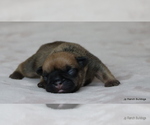 Small Photo #19 French Bulldog Puppy For Sale in WINNSBORO, TX, USA