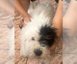 Small #5 Mutt