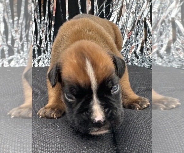 Medium Photo #5 Boxer Puppy For Sale in PAWNEE CITY, NE, USA