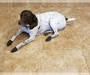 Mother of the German Shorthaired Pointer puppies born on 03/05/2019