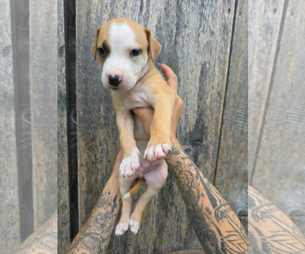 Medium Photo #1 American Pit Bull Terrier-American Staffordshire Terrier Mix Puppy For Sale in Frankenmuth, MI, USA