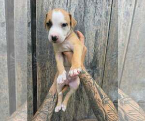 American Pit Bull Terrier-American Staffordshire Terrier Mix Dogs for adoption in Frankenmuth, MI, USA