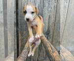 Small American Pit Bull Terrier-American Staffordshire Terrier Mix
