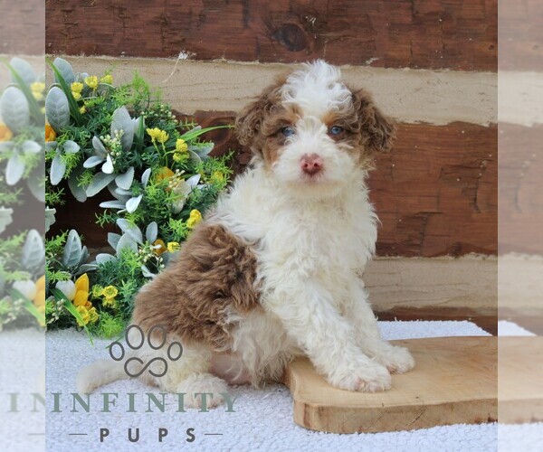 Medium Photo #2 Bernedoodle (Miniature) Puppy For Sale in NARVON, PA, USA