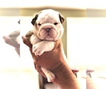 Small Photo #9 English Bulldog Puppy For Sale in NORCO, CA, USA