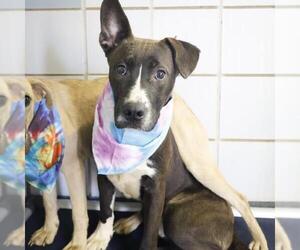 American Staffordshire Terrier-Unknown Mix Dogs for adoption in San Antonio, TX, USA