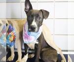 Small American Staffordshire Terrier Mix