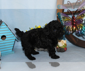 Poodle (Toy) Puppy for sale in CHANUTE, KS, USA