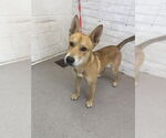 Small German Shepherd Dog