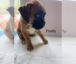 Small Photo #43 Boxer Puppy For Sale in EUREKA, IL, USA