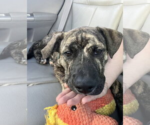 June Berry - Male American Pit Bull Terrier-Unknown Mix Dog for Adoption - Photo #2