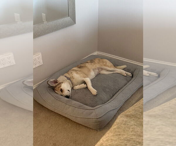 Medium Photo #5 Catahoula Leopard Dog-Golden Retriever Mix Puppy For Sale in Aurora, IN, USA