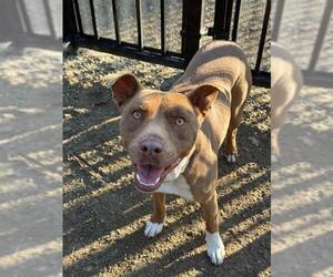 Mutt Dogs for adoption in Riverside, CA, USA