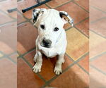 Small Photo #4 Huskies -Unknown Mix Puppy For Sale in Mesa, AZ, USA