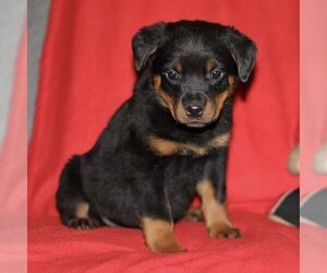 Rottweiler Puppy for sale in ATGLEN, PA, USA