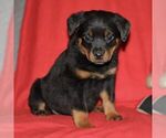 Small Photo #1 Rottweiler Puppy For Sale in ATGLEN, PA, USA