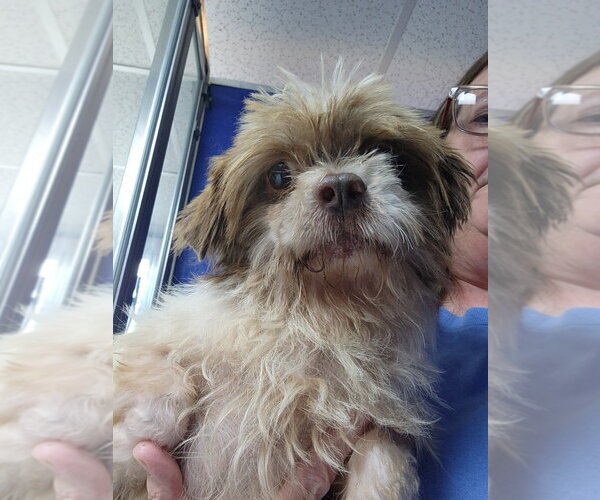 Medium Photo #2 Shih Tzu Puppy For Sale in Walnutport, PA, USA