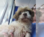 Small #1 Shih Tzu