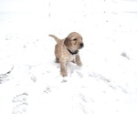 Small Photo #9 Goldendoodle Puppy For Sale in ALBERT LEA, MN, USA