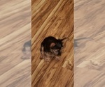 Small Photo #10 Yorkshire Terrier Puppy For Sale in NEVADA, TX, USA