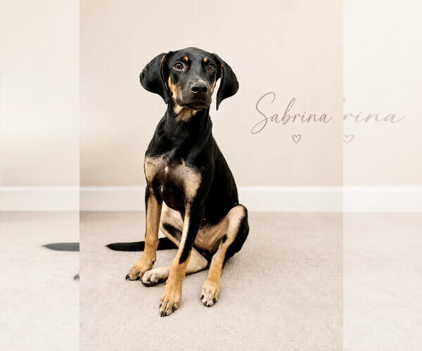 Medium Photo #1 Black and Tan Coonhound-Doberman Pinscher Mix Puppy For Sale in Oakhurst, NJ, USA