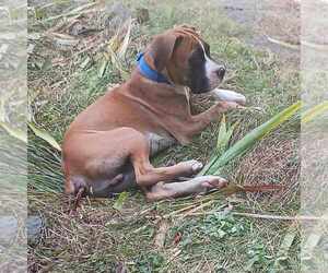 Boxer Puppy for sale in LITCHFIELD, ME, USA