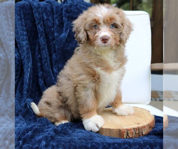 Medium Photo #1 Bernedoodle (Miniature) Puppy For Sale in NARVON, PA, USA
