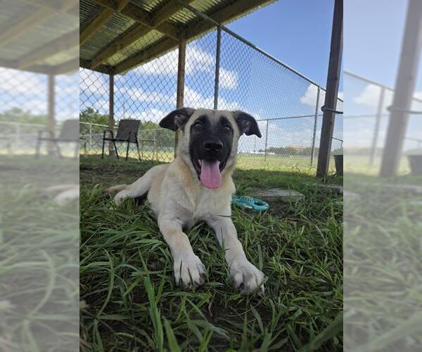 Medium Photo #2 Black Mouth Cur-Unknown Mix Puppy For Sale in Rosenberg, TX, USA