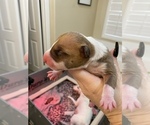 Small Photo #5 Miniature Bull Terrier Puppy For Sale in CORONA, CA, USA