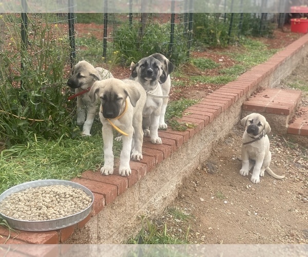 Full screen Photo #12 Kangal Dog Puppy For Sale in NORCO, CA, USA