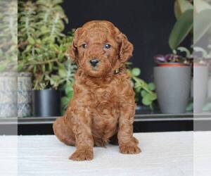 Goldendoodle (Miniature) Puppy for sale in AUGUSTA, WV, USA