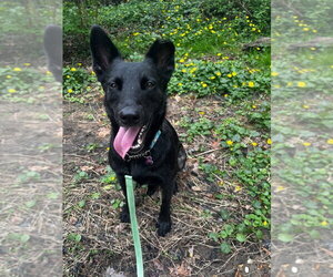 Inky - Located in VA - Male Holland Shepherd-Unknown Mix Dog for Adoption - Photo #5